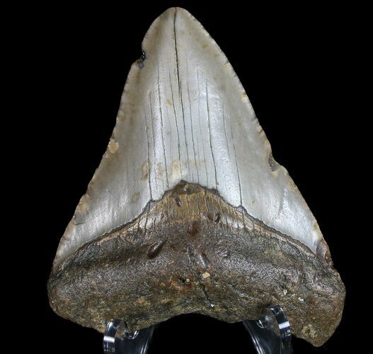 Bargain, Megalodon Tooth - North Carolina #77524
